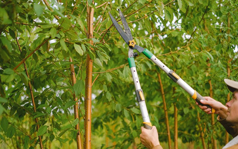 Tree trimming in Griffithville, AR
